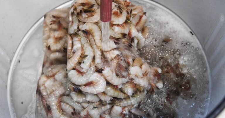 Testing shows Louisiana festival shrimp indeed authentic | Environment